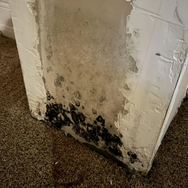 Professional Mold Removal in Hudson Lake, IN